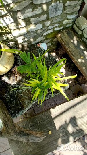 Циперус папирус