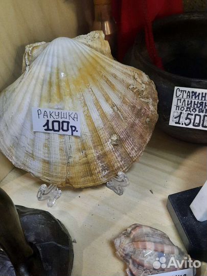 Коралл ракушка рапан морская звезда