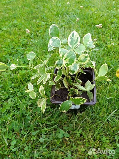 Барвинок вариегатный