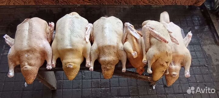 Свежие распотрашенные домашние утки