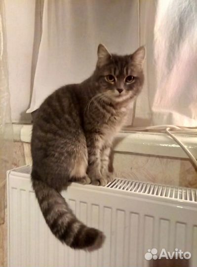 Красивая кошечка Малышка