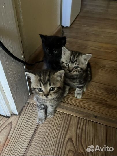 Котята 1,5 месяца в добрые руки