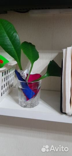 Малочай,отросток,за шоколадку