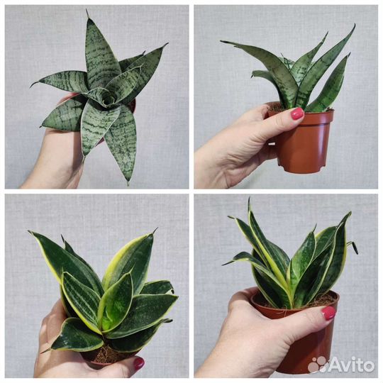 Сансевиерия ханни разных сотов