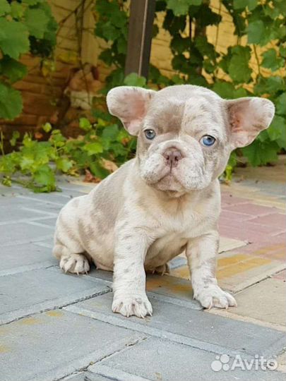 Французский бульдог в программу нью шейд
