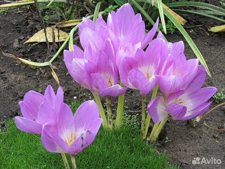 Безвременник