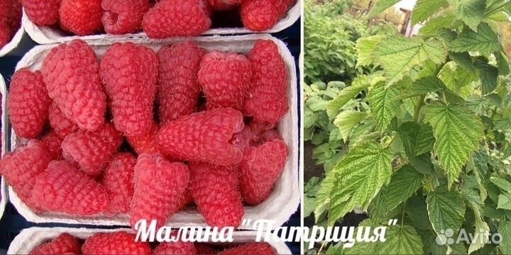 Малина Патриция