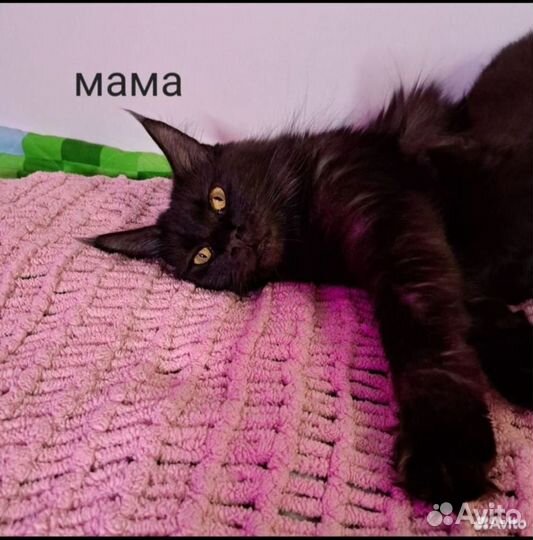 Котята мейн-кун