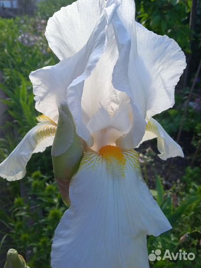 Многолетние цветы (водосборы и ирисы)