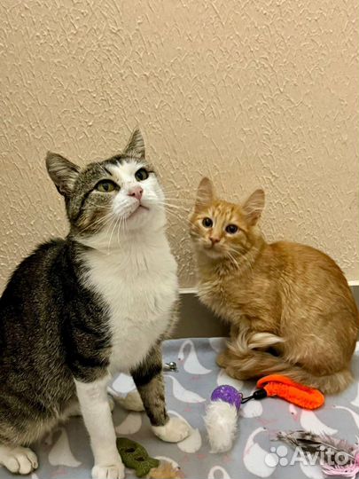 Котики неразлучники