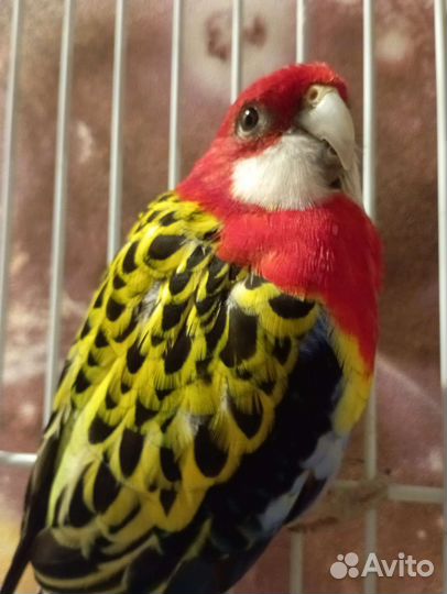 Попугай розелла, пара