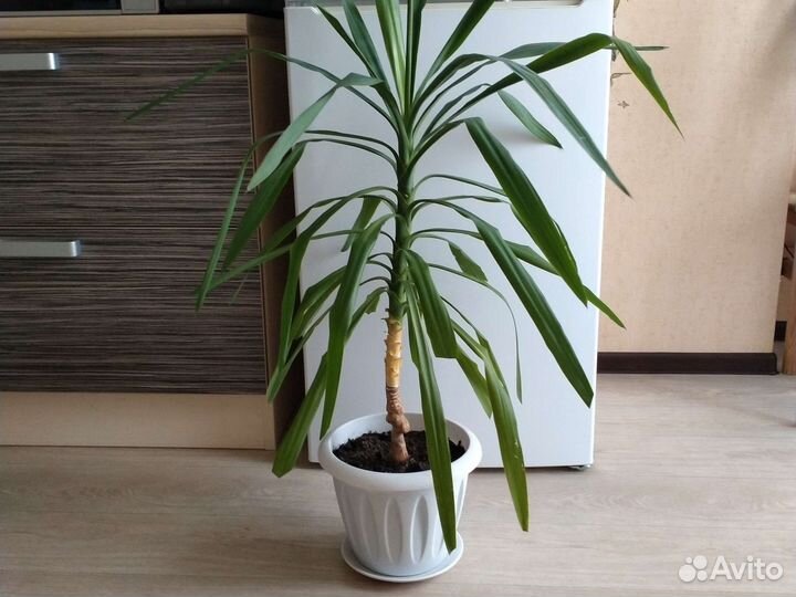 Крупные комнатные растения (3.)