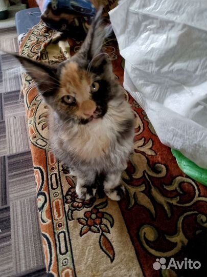 Котята майкун