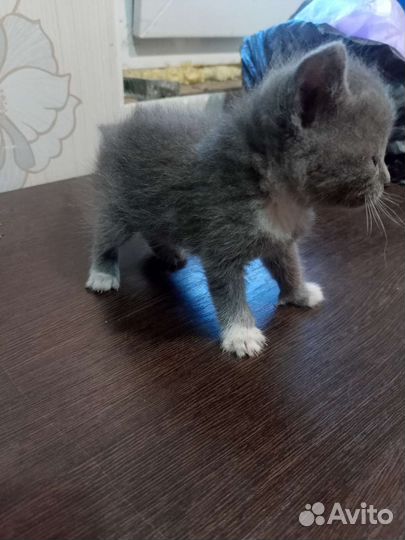 Котята