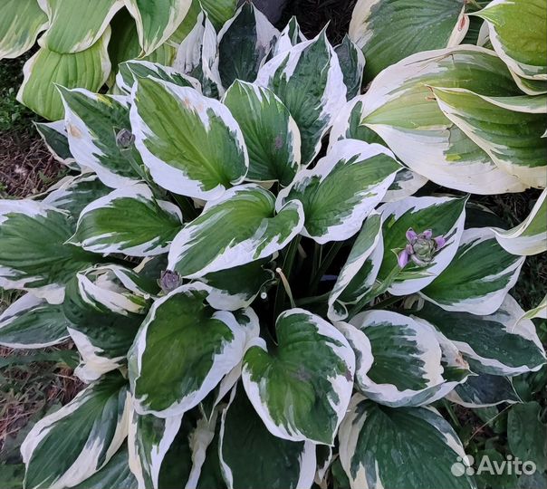 Хоста патриот