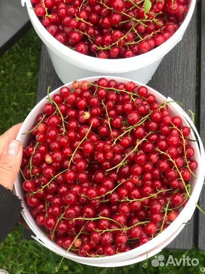 Саженцы красной смородины