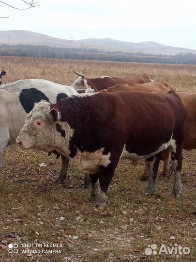 Продам Быка 6 лет