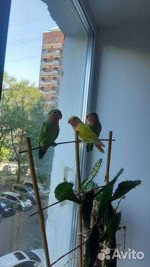 Попугай Неразлучники