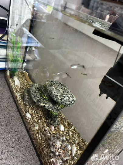 Аквариум с рыбками, фильтром и аксессуарами