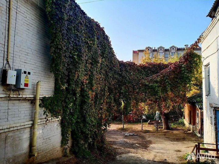 Девичий виноград