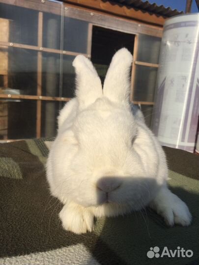 Кролик нзб, нзк, бсс