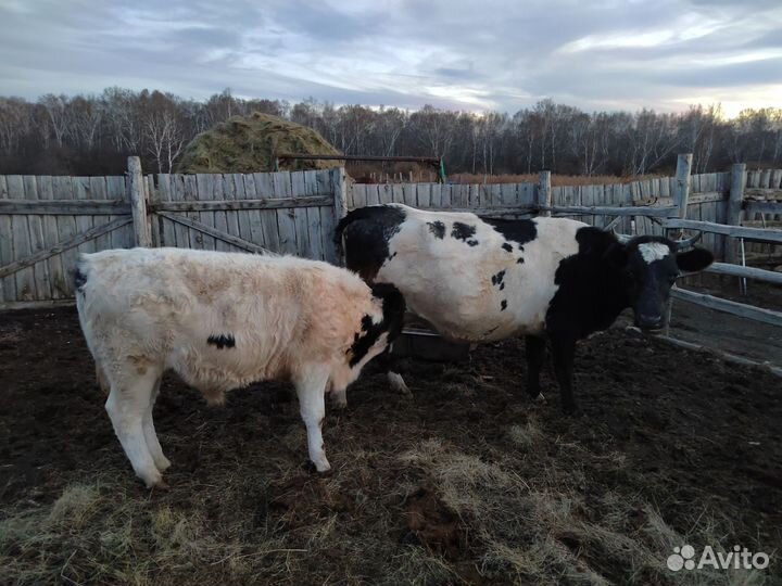 Корова с бычком