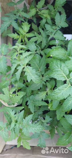 Рассада Томаты Кабачки Тыквы Зелень и другое