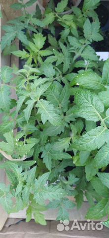 Рассада Томаты Кабачки Тыквы Зелень и другое