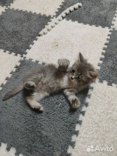 Милые котята