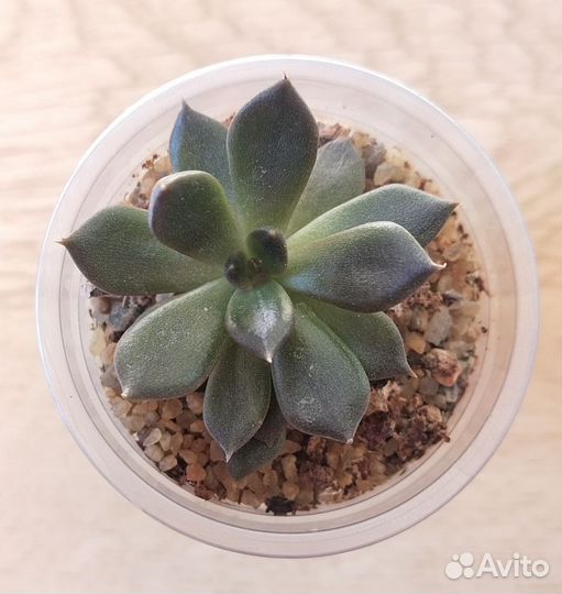 Кактусы и суккуленты