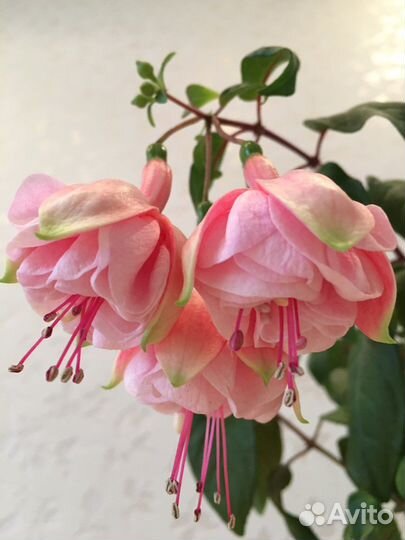 Фуксия сортовая