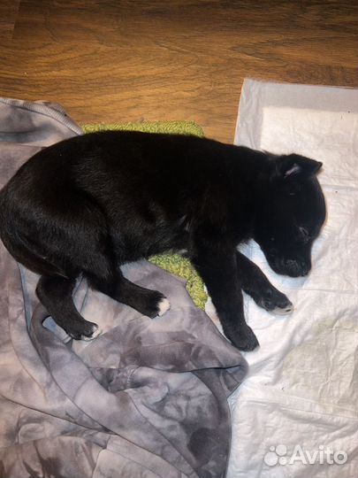 Собака, щенок