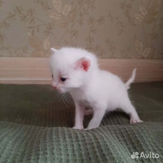 Котята в добрые руки бесплатно