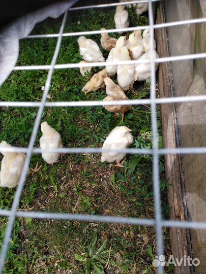 Цыплята