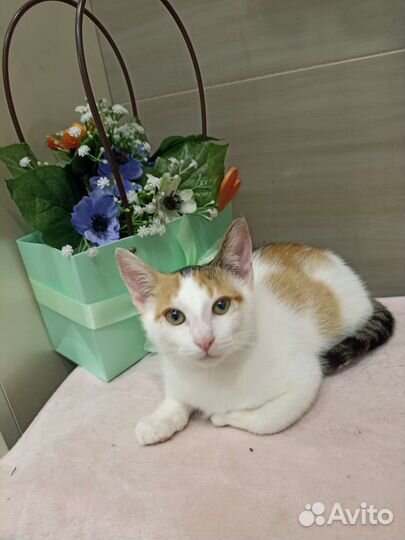 Трехцветочка на счастье