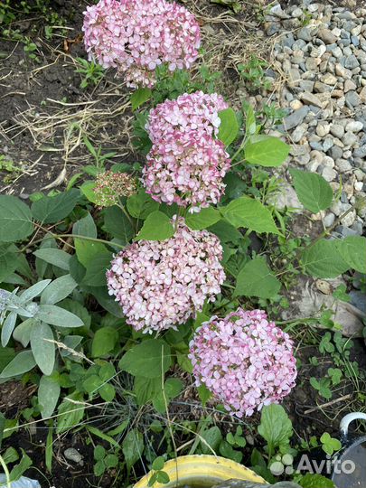 Гортензия древовидная