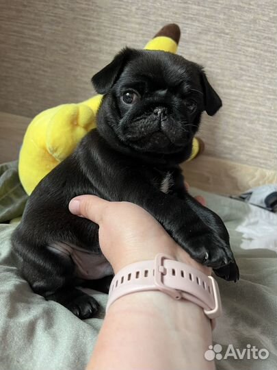 Щенки мопса