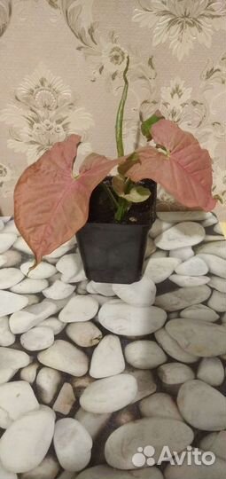 Сингониум neon Пинк