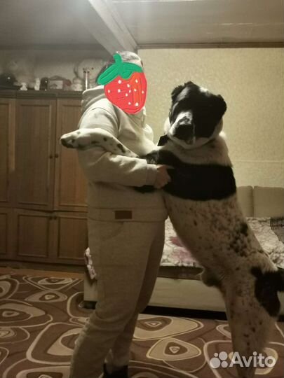 Вязка Алабай