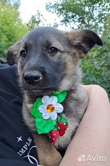 Щенки ну очень красивые