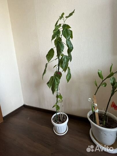 Замиокулькас и другие цветы