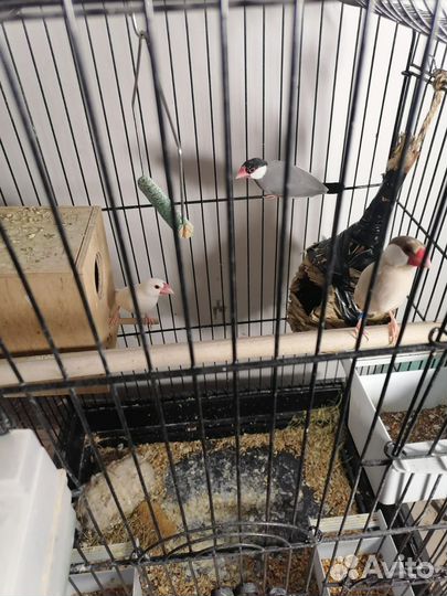 Продам трех Амадин. С клеткой