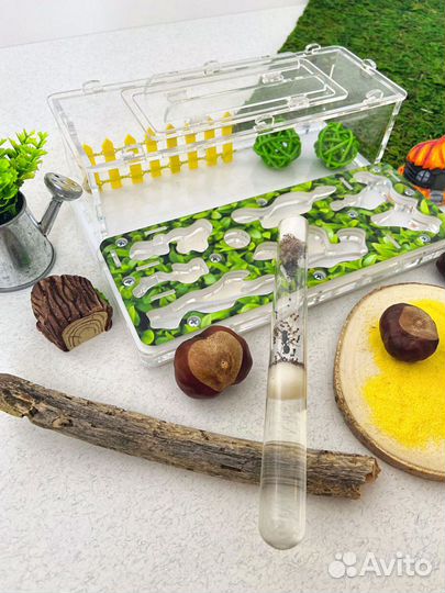 Муравьиная ферма с муравьями - жнецами