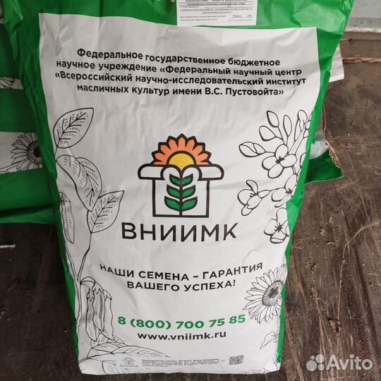 Семена подсолнечника