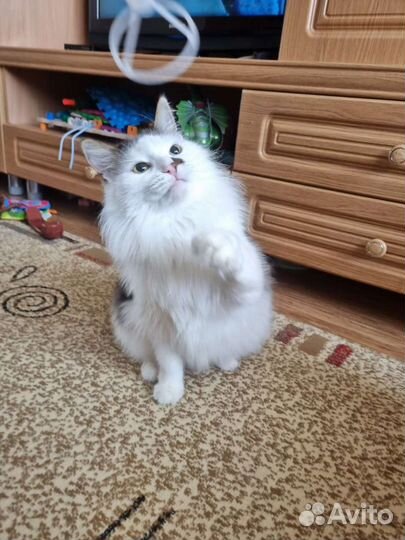 Отдам кота