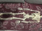 Анатомический скелет объявление продам