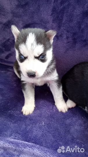 Щенки сибирской хаски