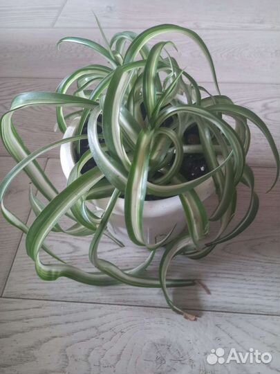 Хлорофитум кудрявый