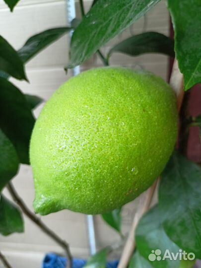 Лимон плодоносящий