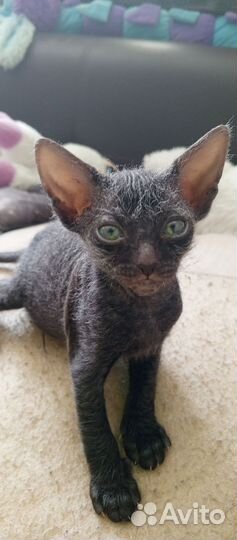 Котята Ливкой